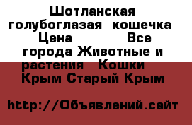 Шотланская голубоглазая  кошечка › Цена ­ 5 000 - Все города Животные и растения » Кошки   . Крым,Старый Крым